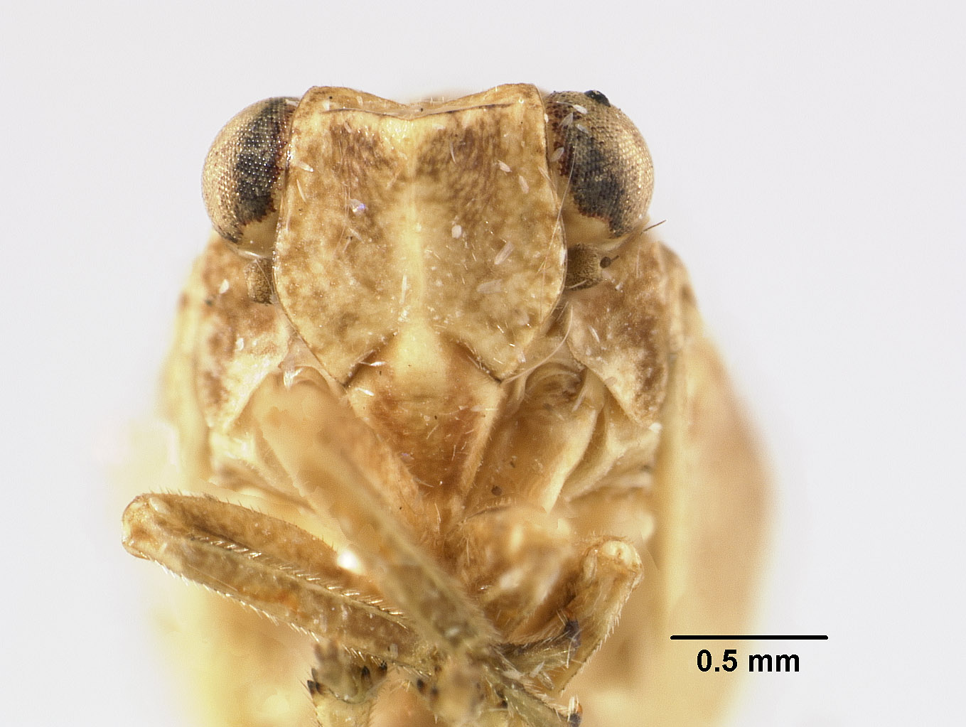 Philatis servus image