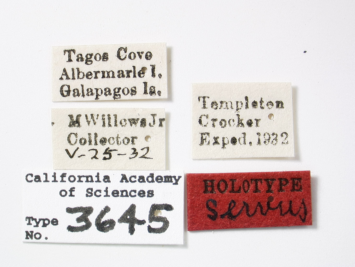 Philatis servus image