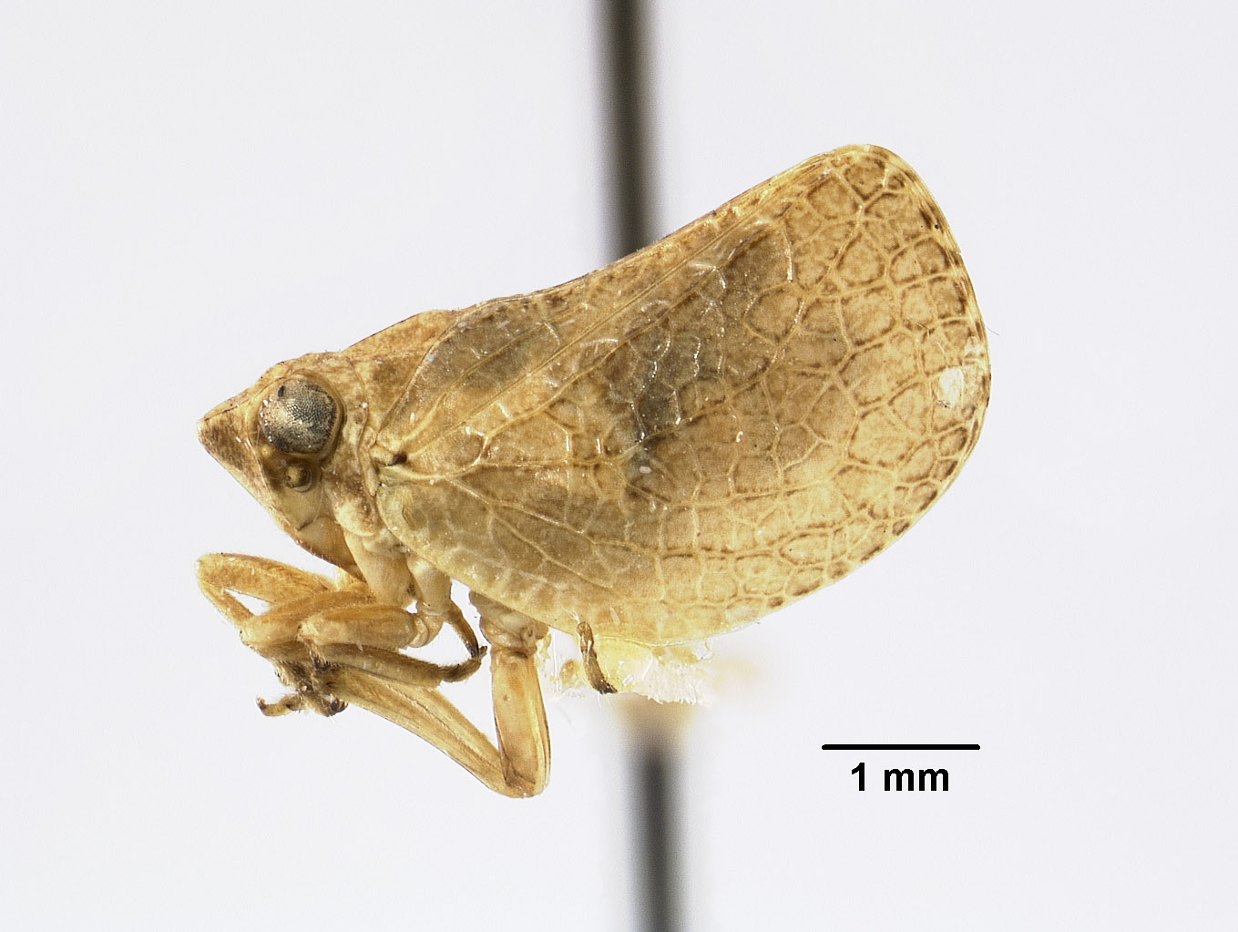 Philatis servus image