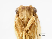 Philatis vicinus image