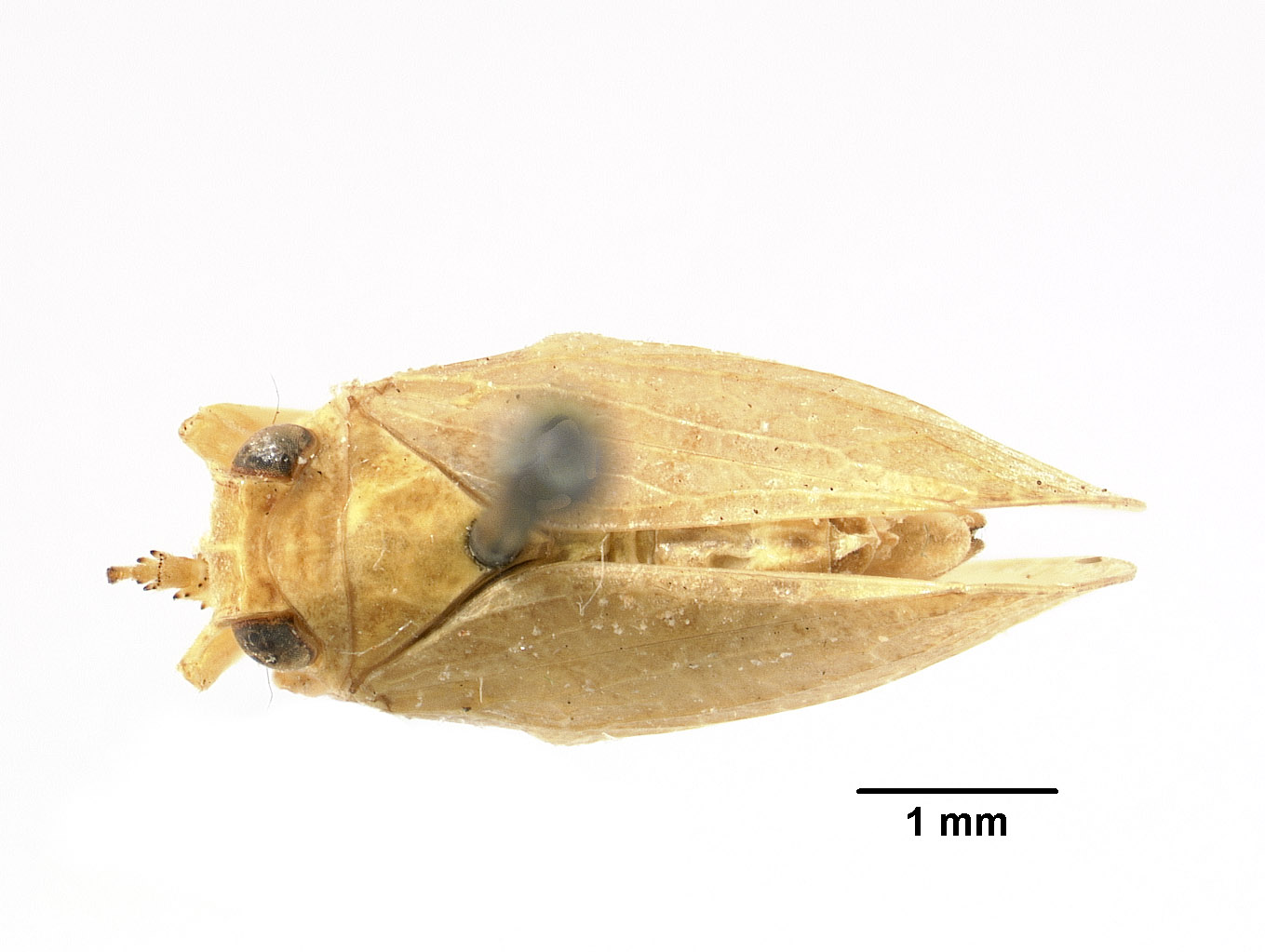Acanalonia clarionensis image