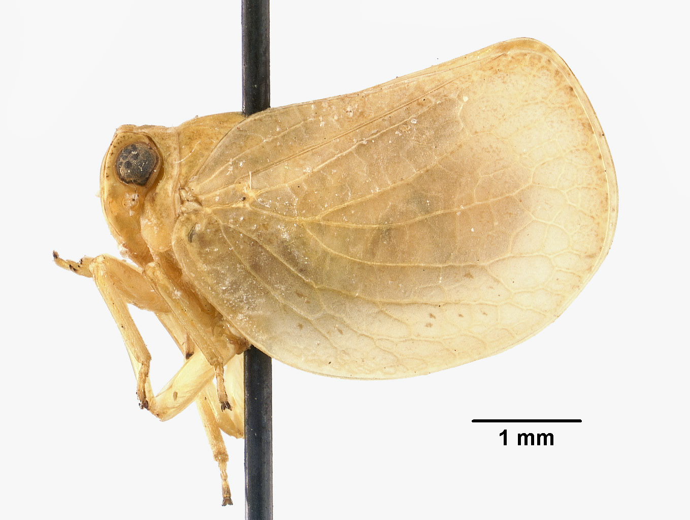 Acanalonia clarionensis image