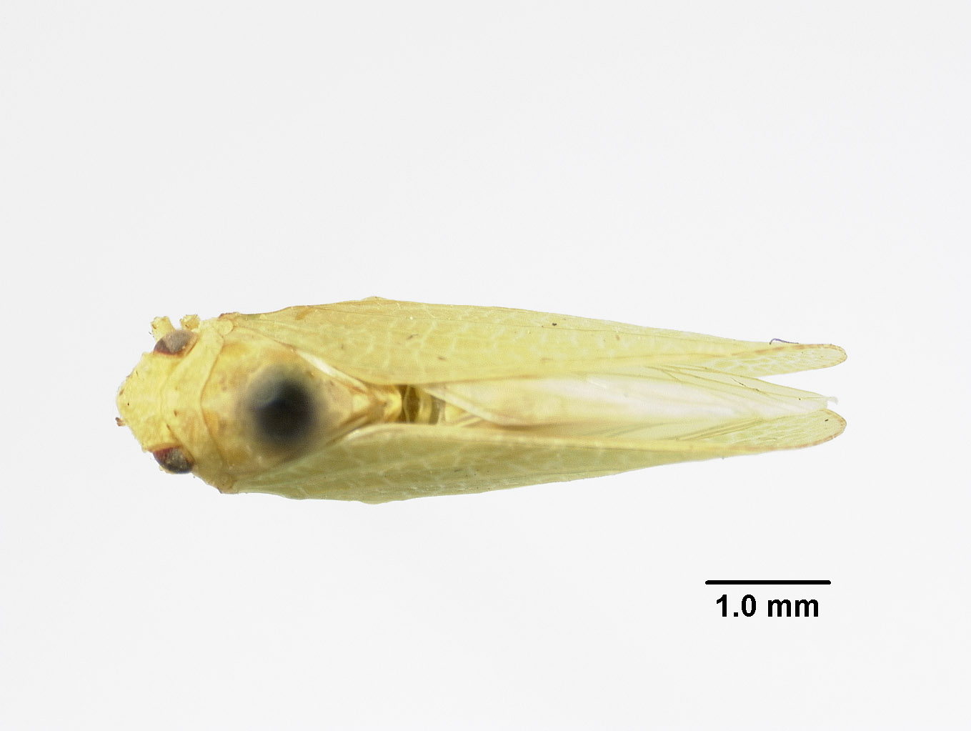 Acanaloniidae image