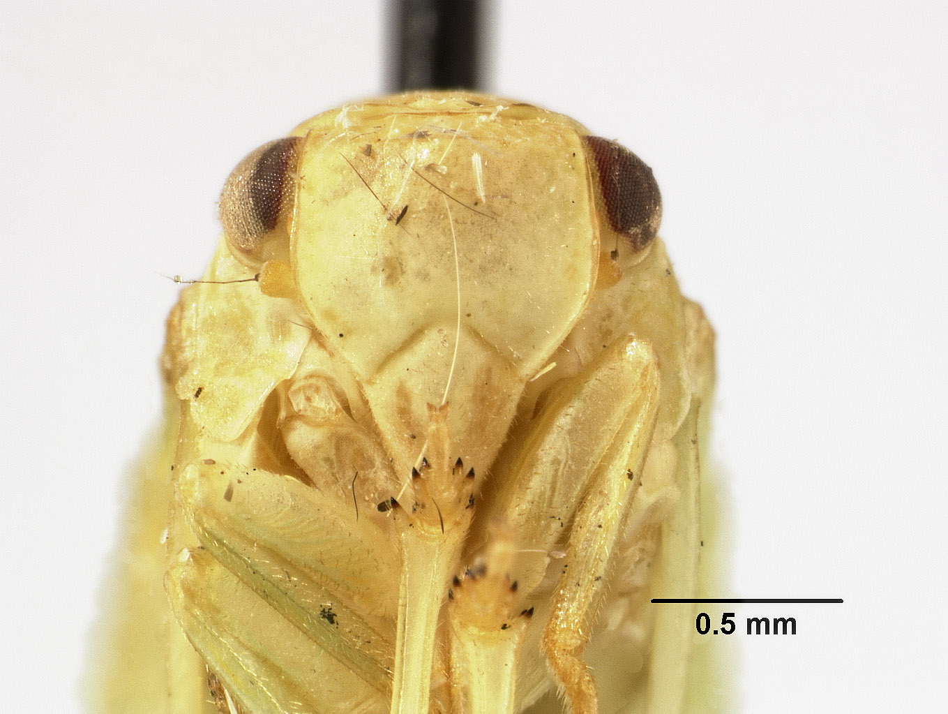 Acanalonia excavata image