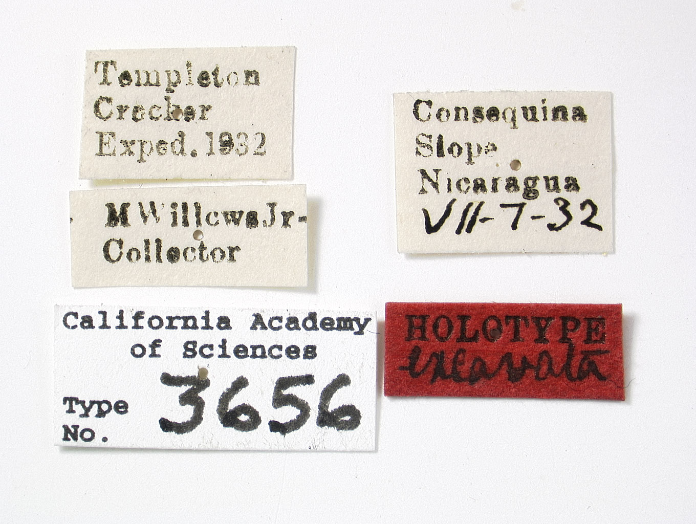 Acanalonia excavata image