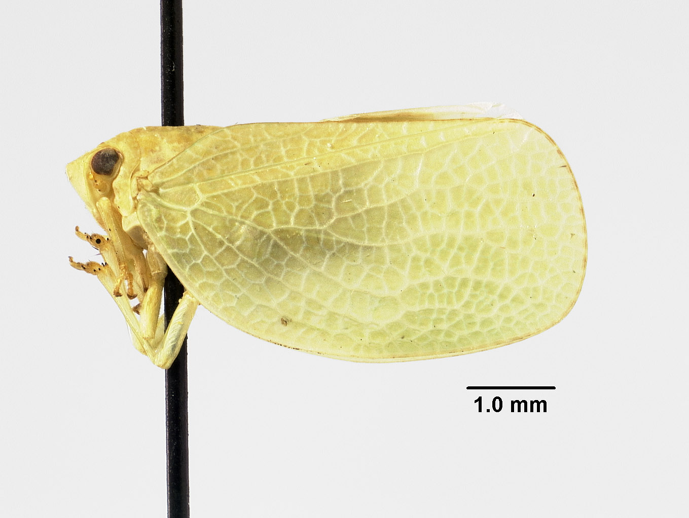 Acanalonia excavata image