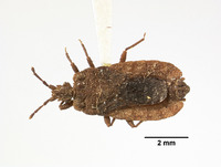 Image of Mezira nigripennis