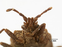 Mezira nigripennis image