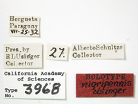 Mezira nigripennis image