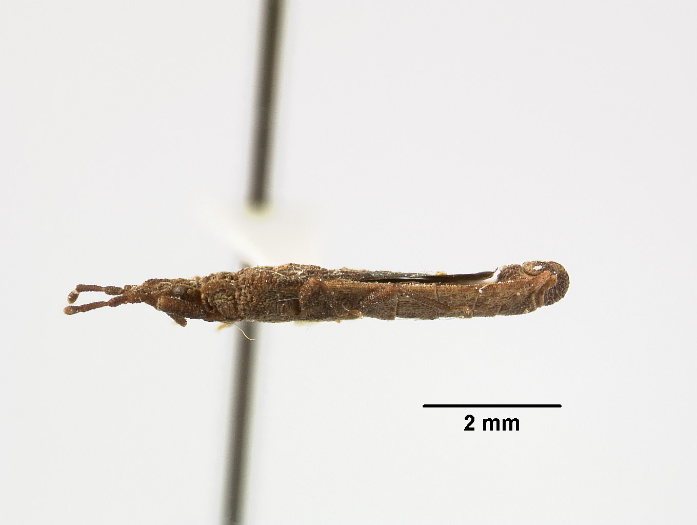 Mezira nigripennis image