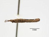 Mezira nigripennis image