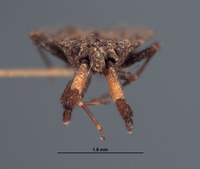 Aradus (Aradus) image