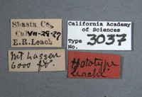 Aradus (Aradus) image