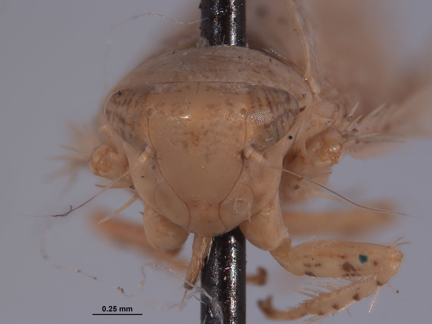 Phlepsius delicatus image