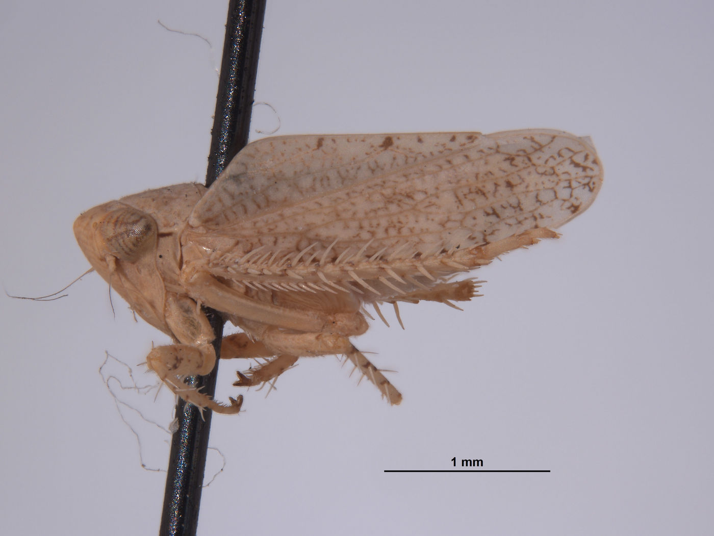 Phlepsius image