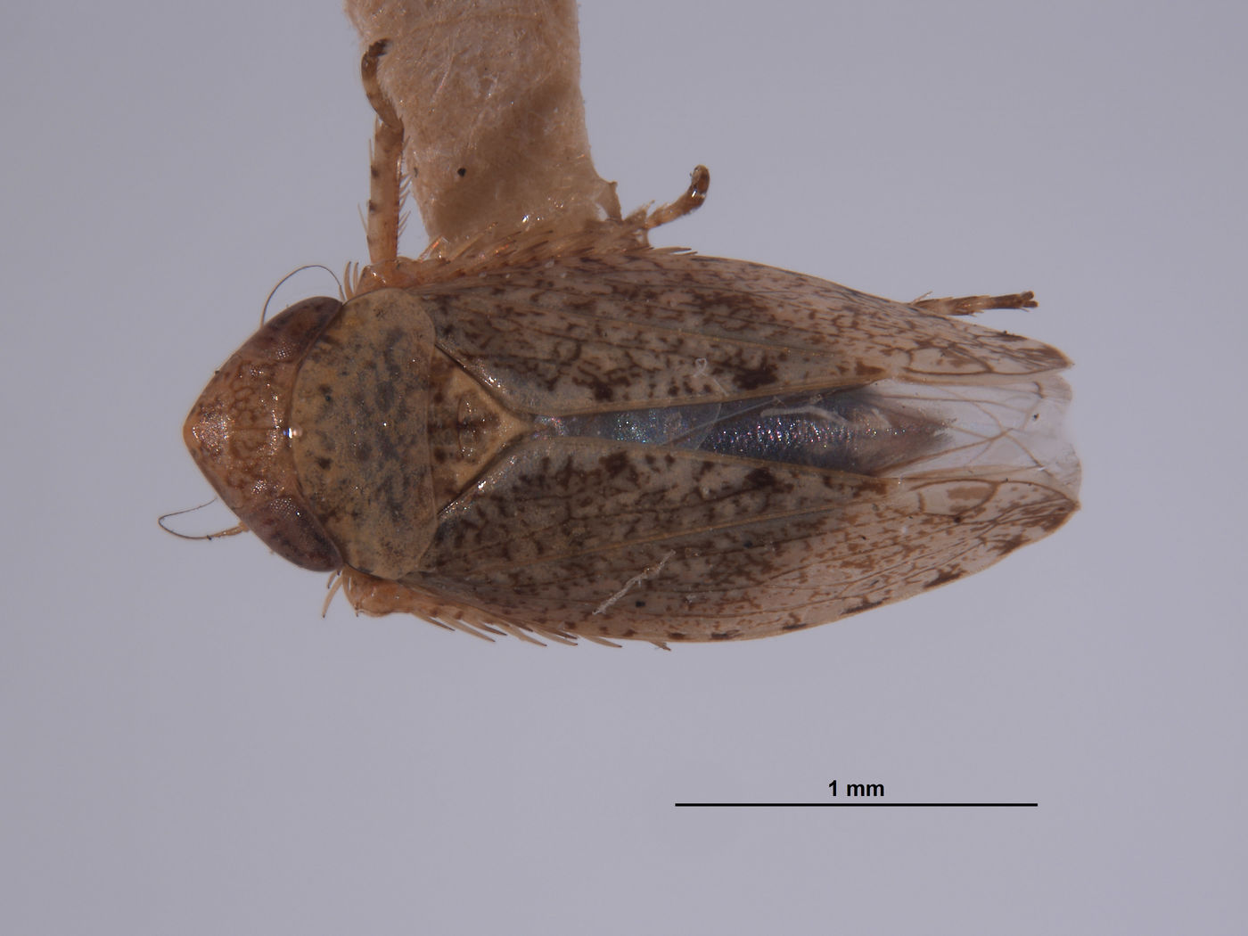 Phlepsius denticulus image