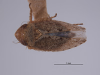 Image of Phlepsius denticulus