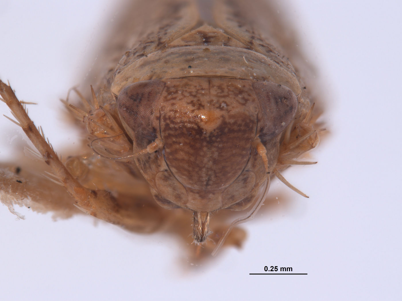 Phlepsius denticulus image
