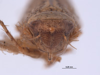Phlepsius denticulus image