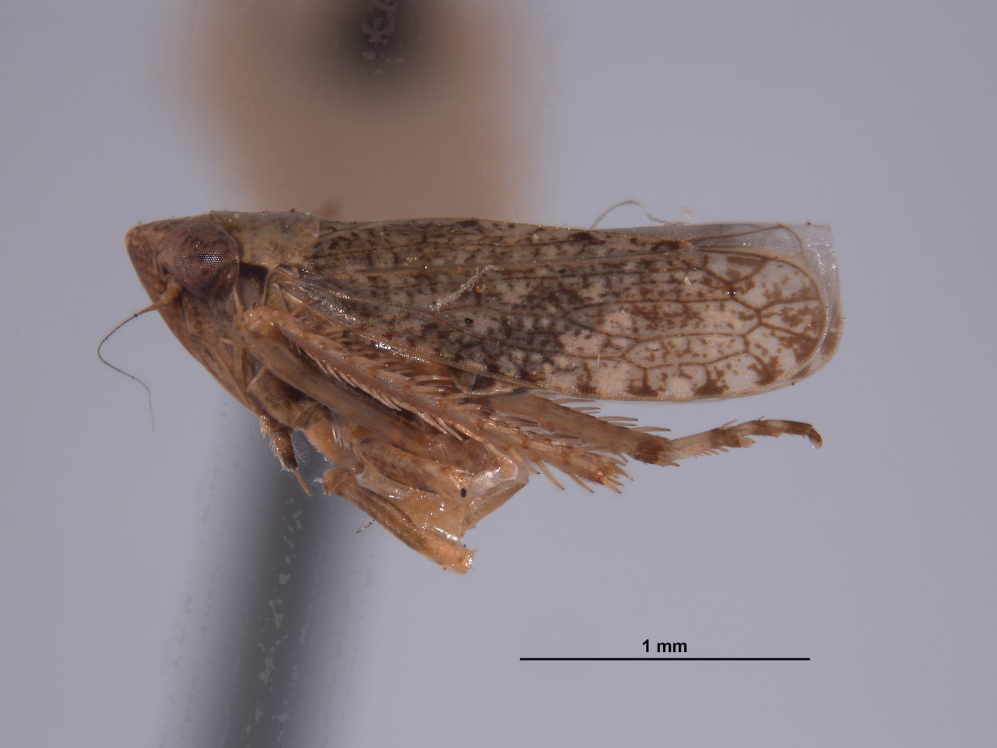 Phlepsius denticulus image