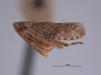 Phlepsius denticulus image