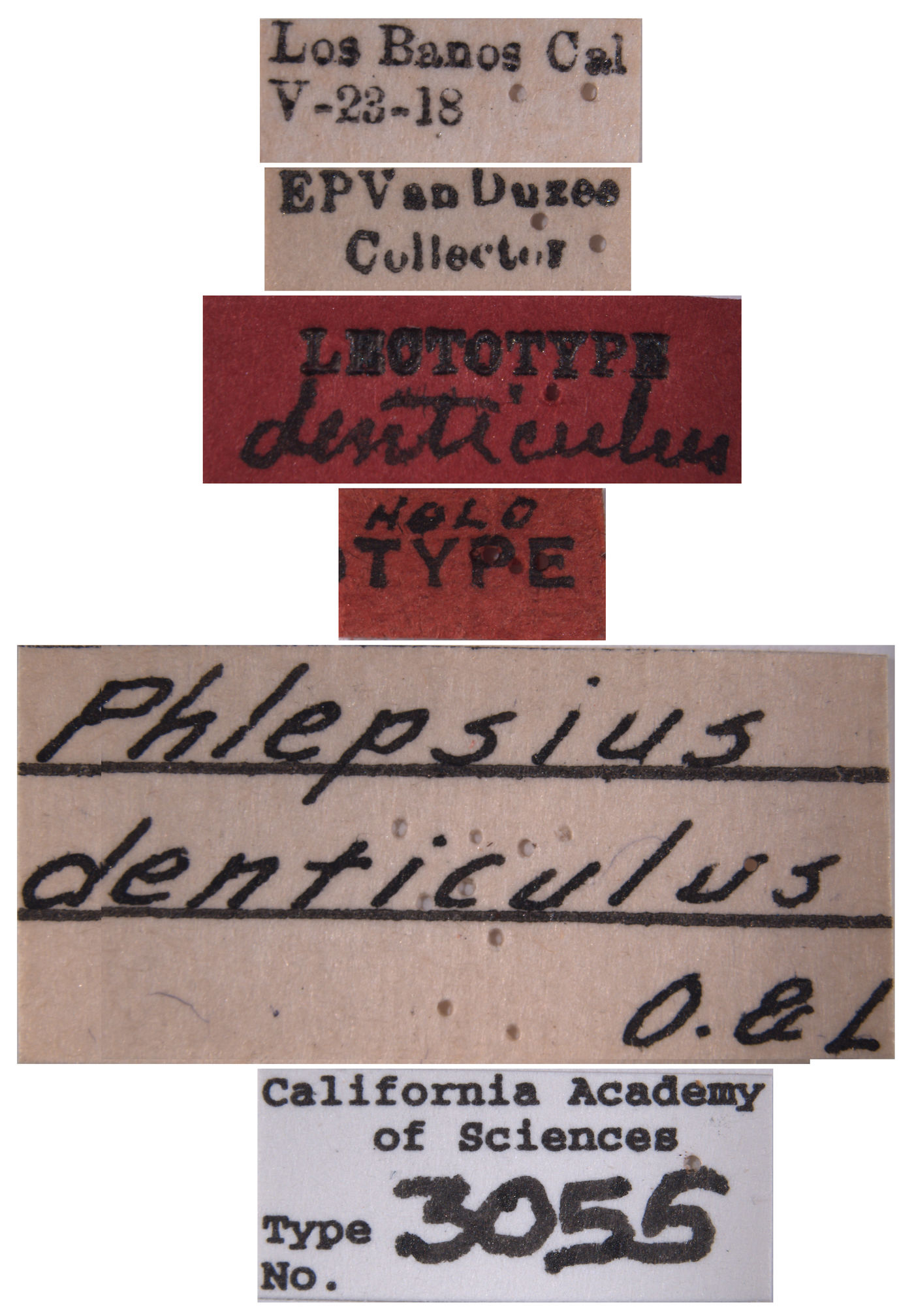 Phlepsius denticulus image