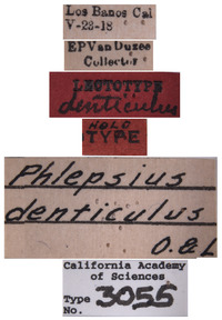 Phlepsius denticulus image