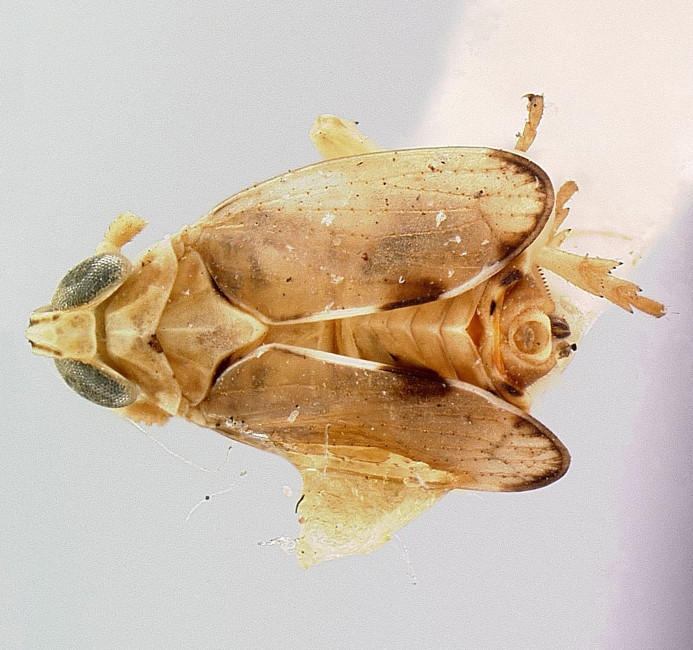 Chloriona nigrifrons image