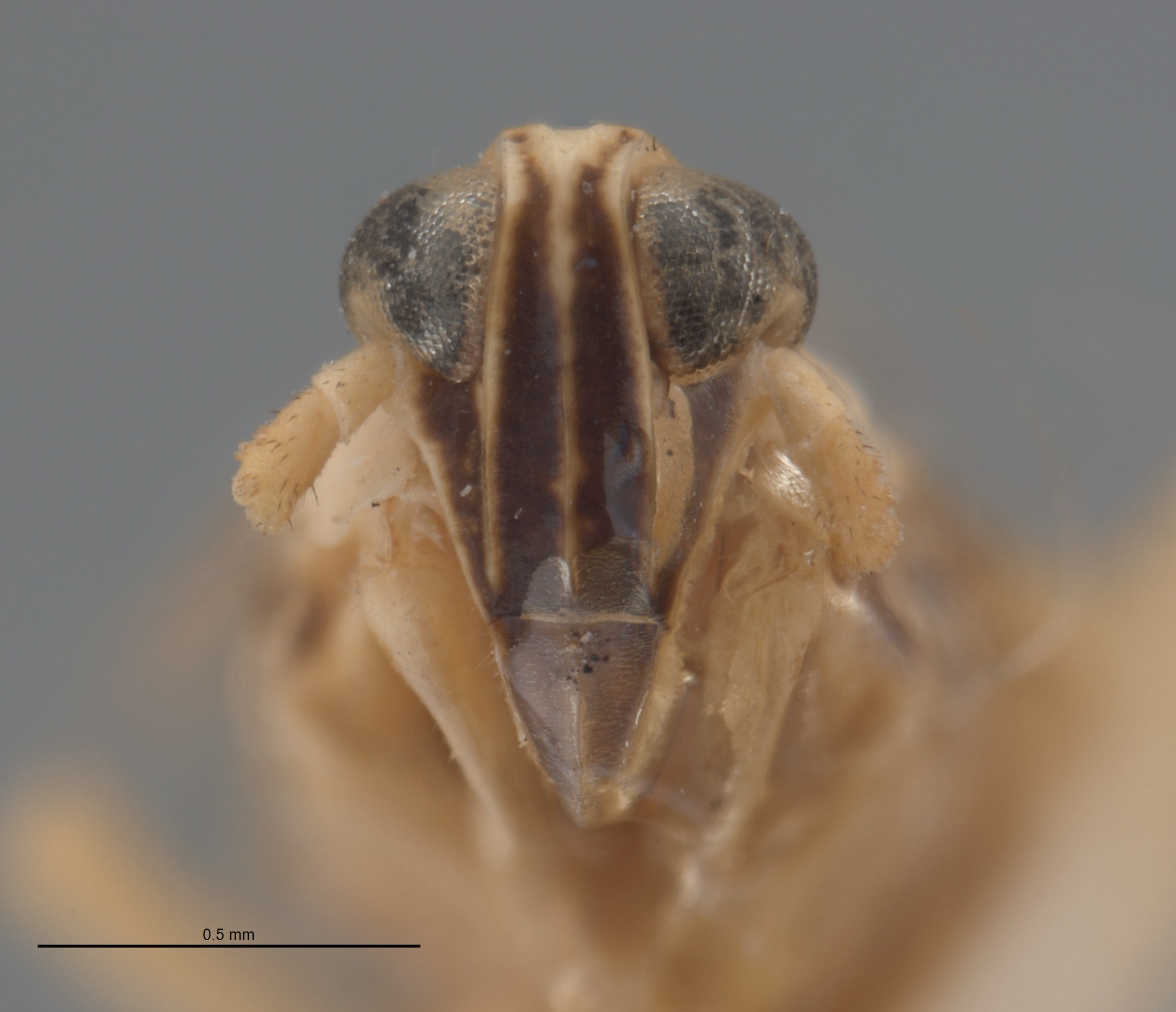 Chloriona nigrifrons image