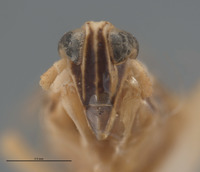 Chloriona nigrifrons image