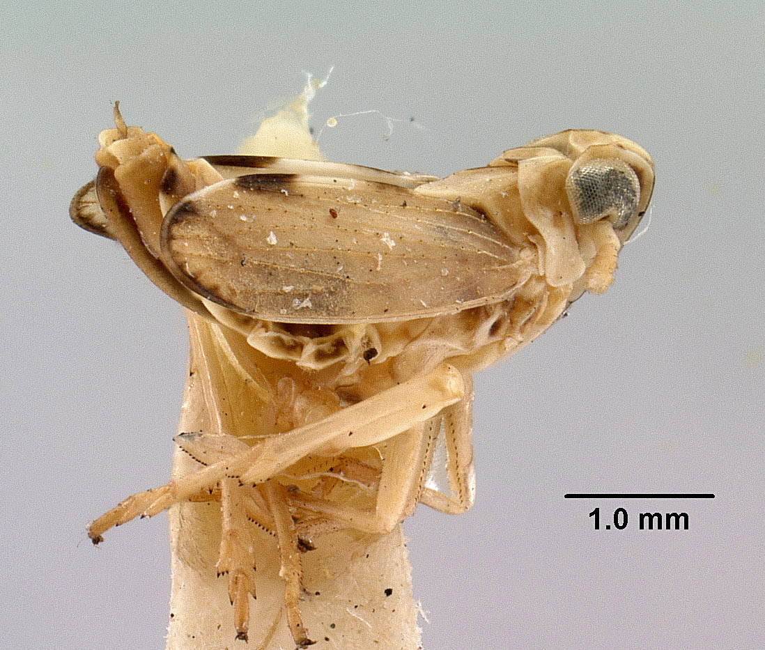 Chloriona nigrifrons image