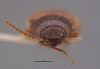 Limonius nebulosus image