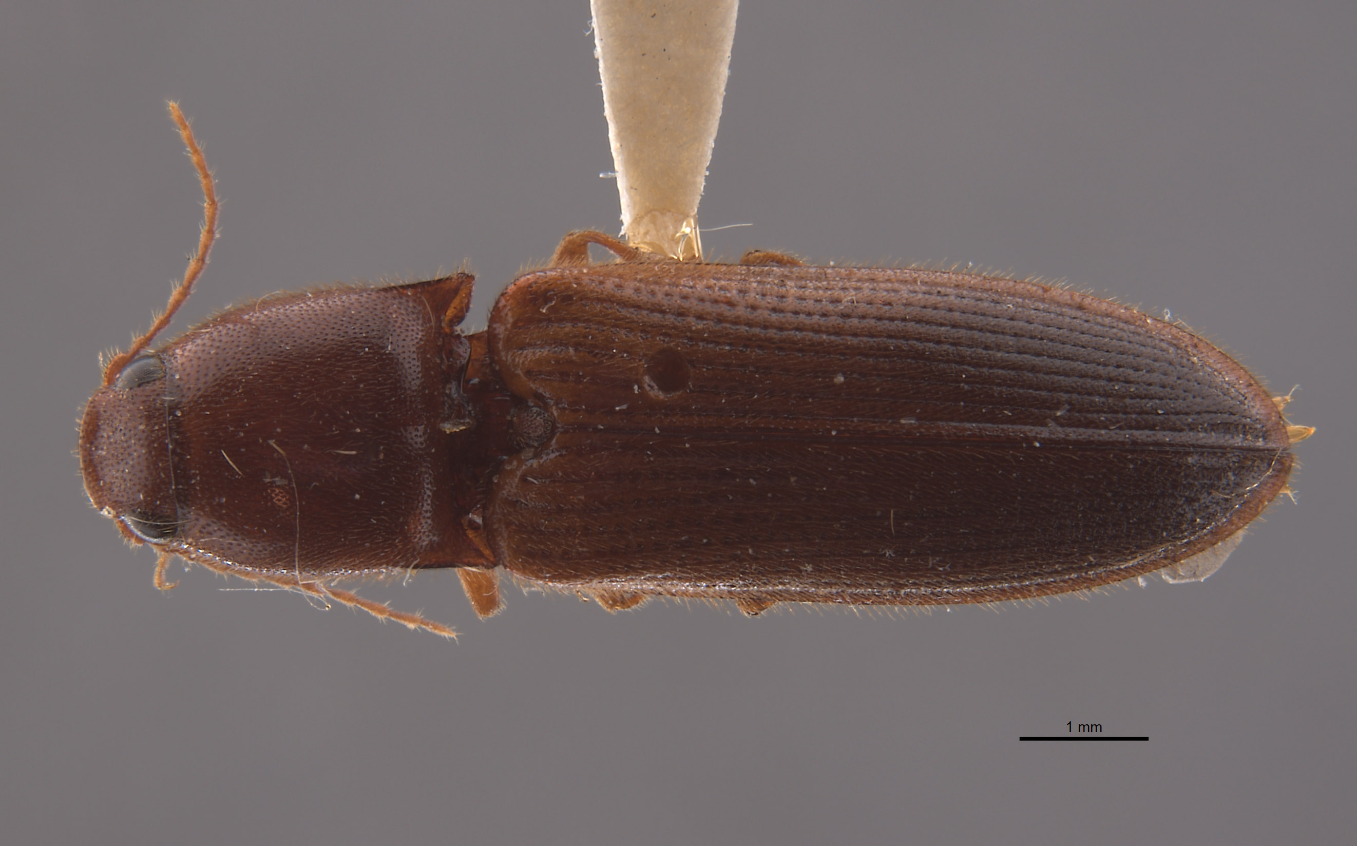 Limonius nebulosus image