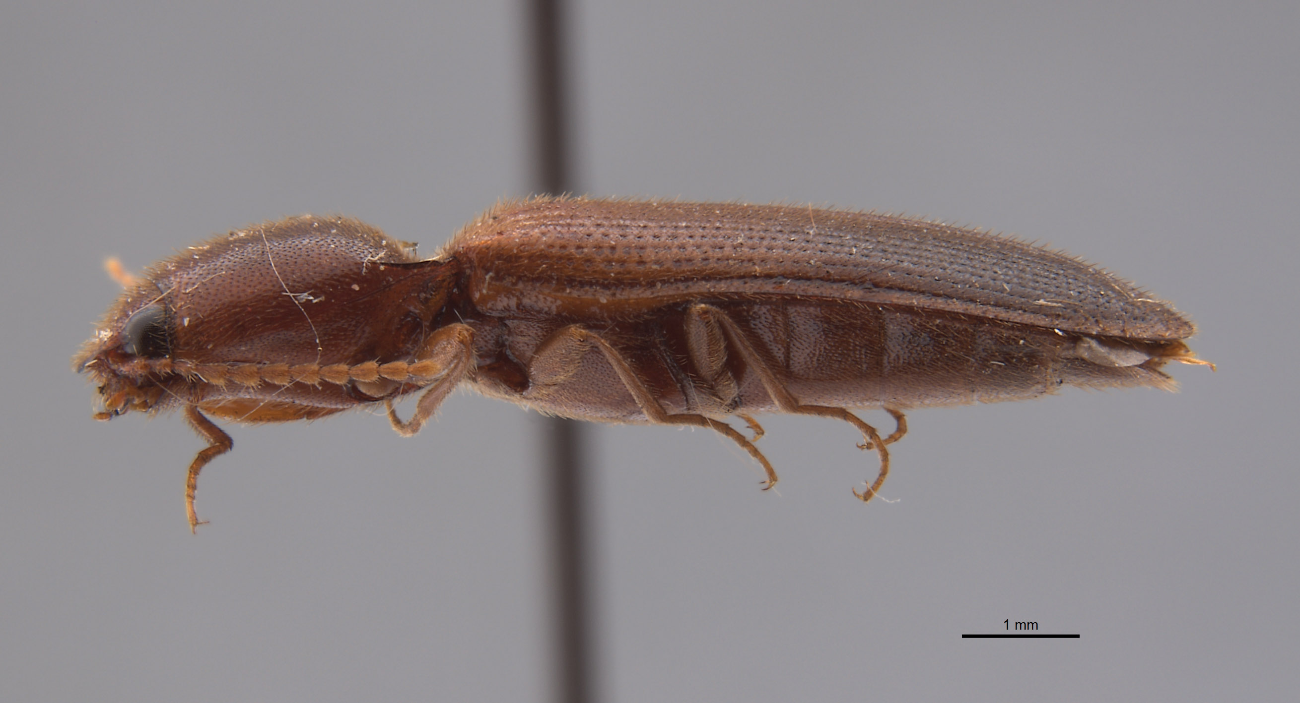 Limonius nebulosus image