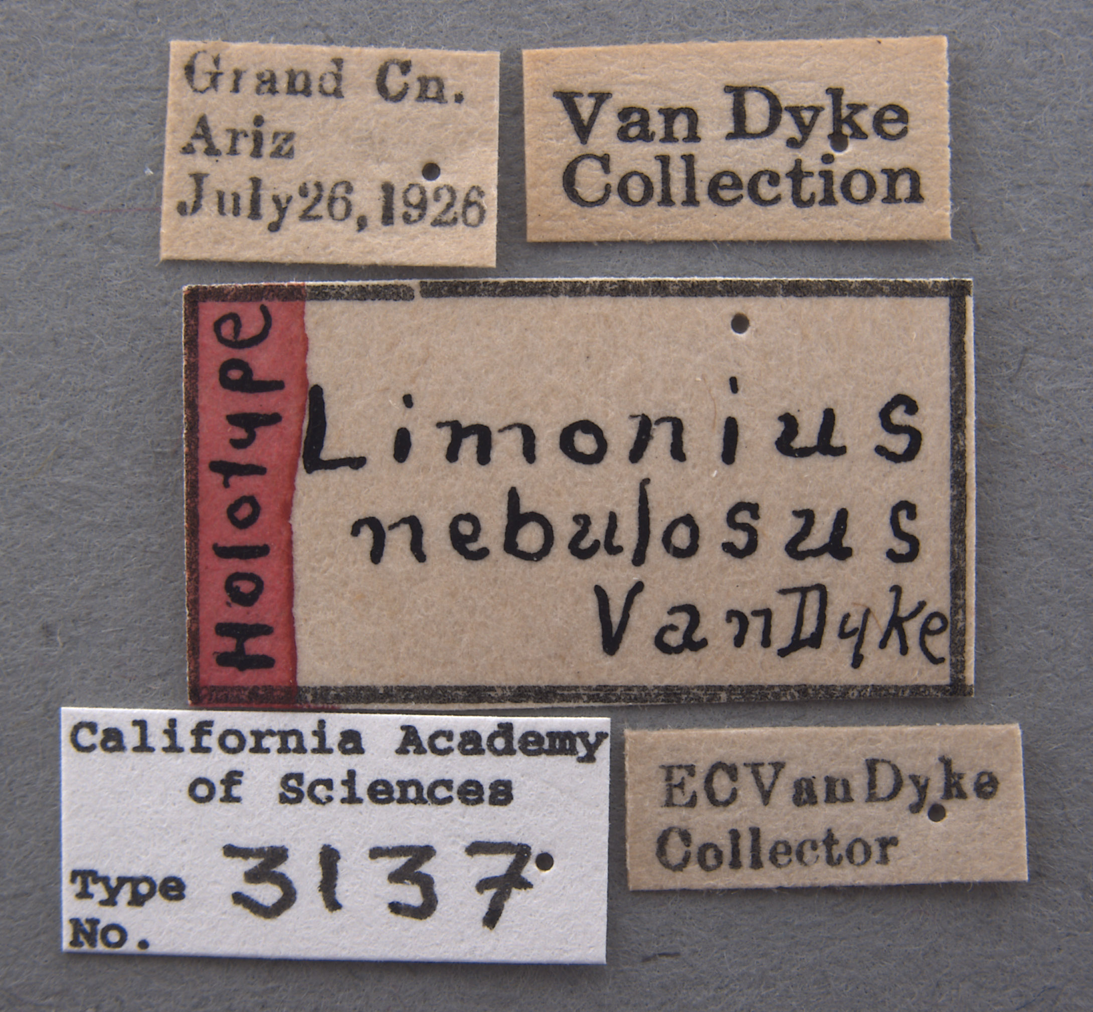 Limonius nebulosus image