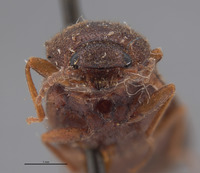 Image of Limonius huguenini