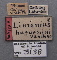 Limonius huguenini image