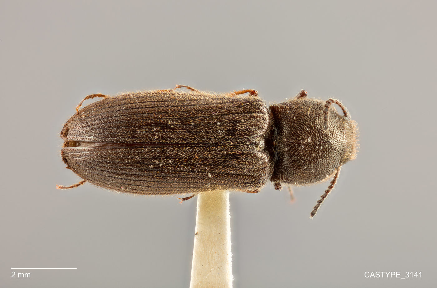 Limonius kuschei image