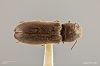 Limonius kuschei image