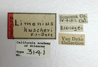 Limonius kuschei image