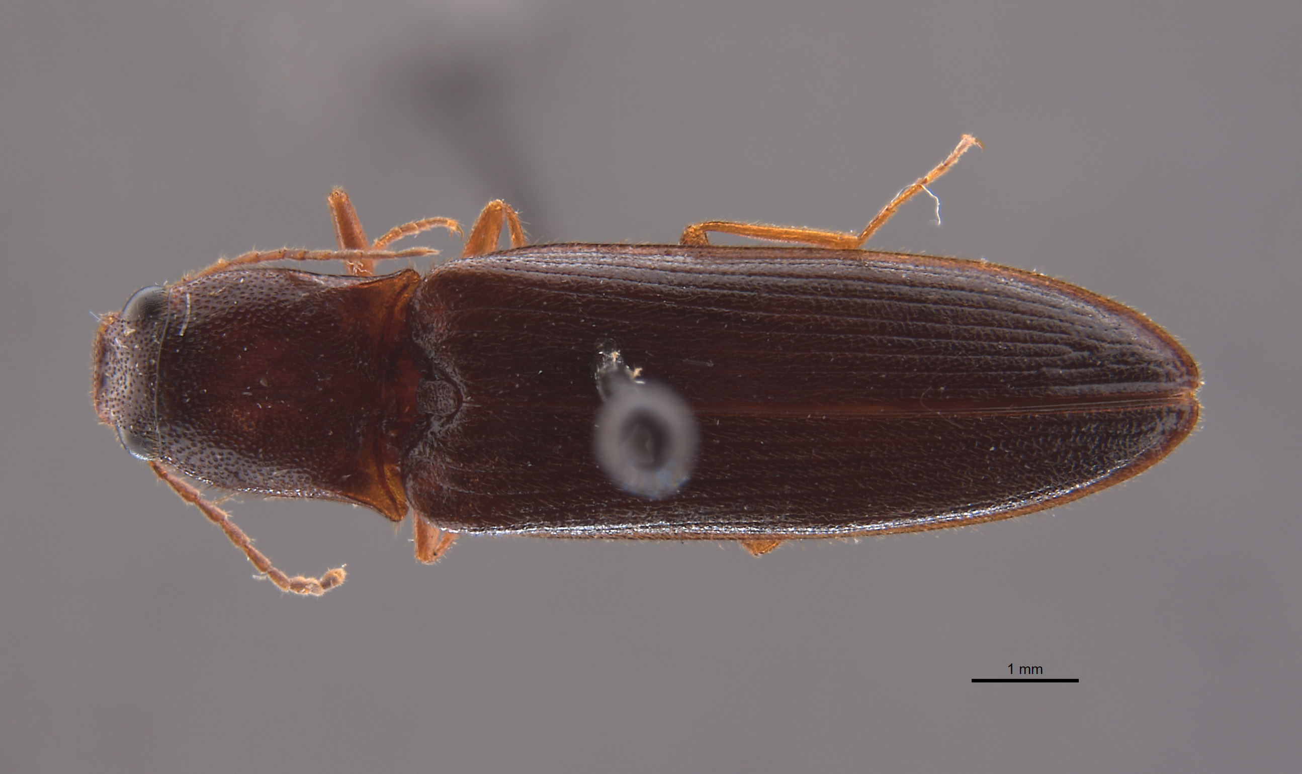 Elathous californicus image