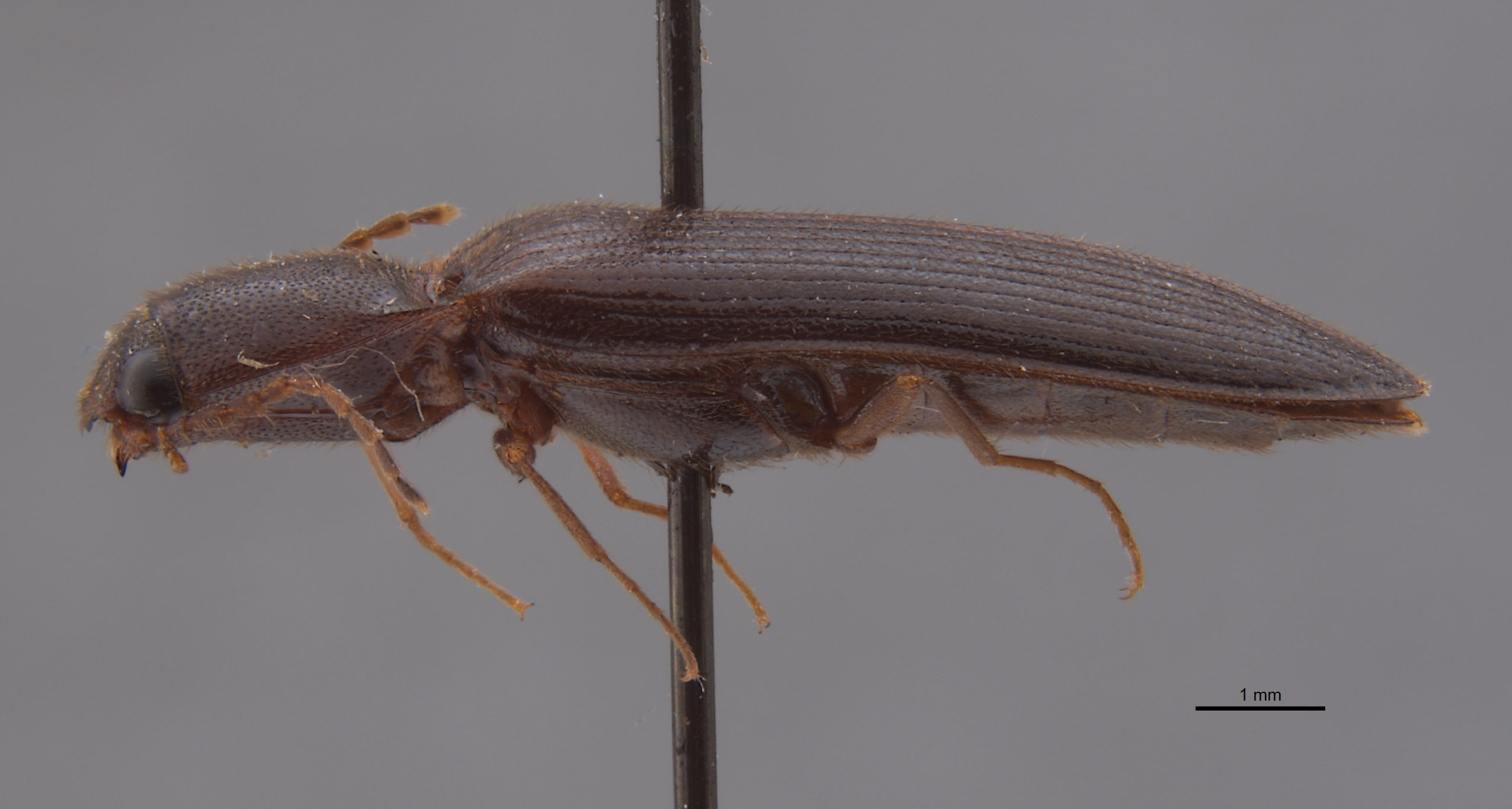 Elathous californicus image