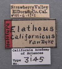 Elathous californicus image
