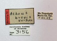 Athous brevis image