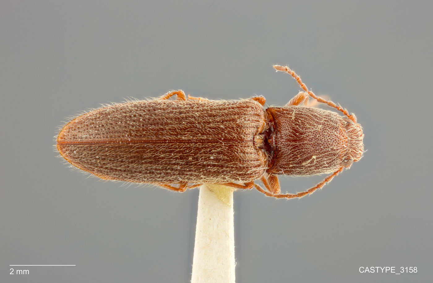 Athous sordidus image