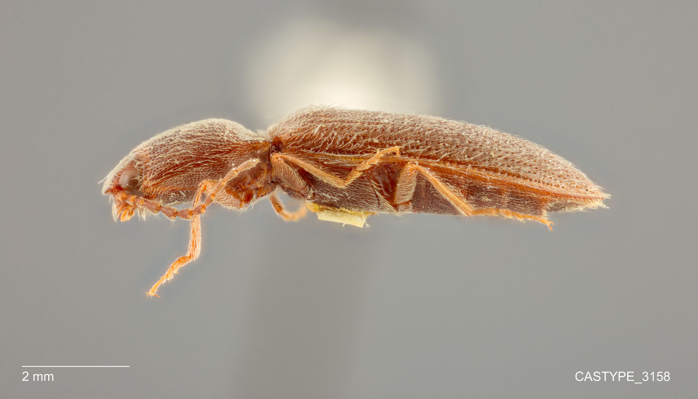 Athous sordidus image