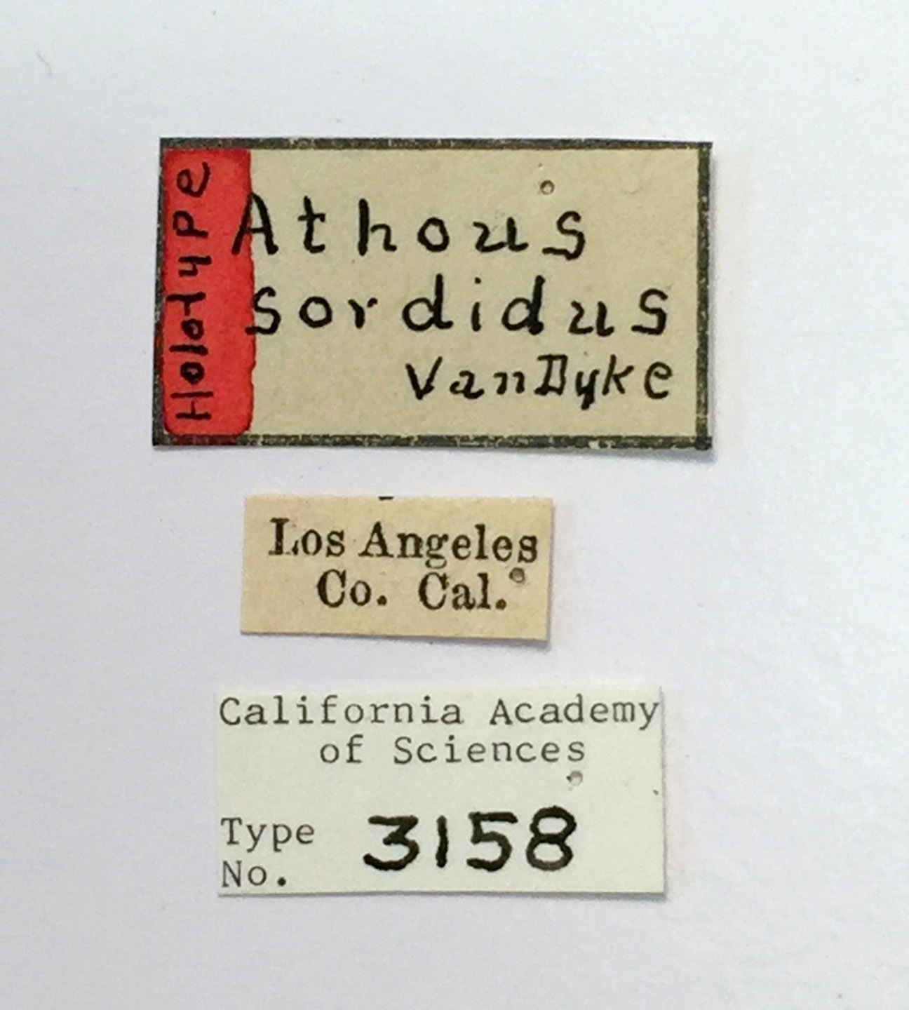 Athous sordidus image