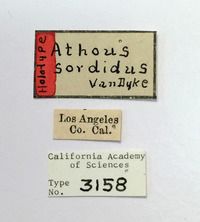 Athous sordidus image