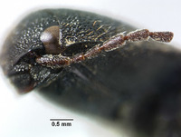 Agriotes porosus image