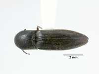 Agriotes porosus image